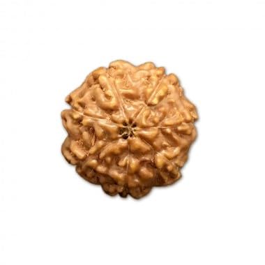 Ganesha Arts 7 Mukhi Rudraksha aus Indonesien, lose Perlen, 8 mm - 10 mm, Laborzertifiziert von Generic