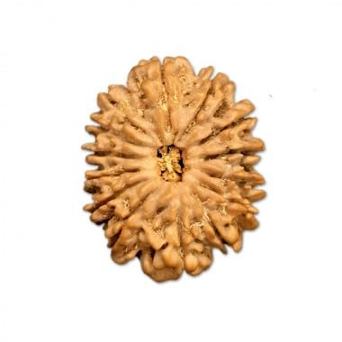 Ganesha Arts Mukhi Rudraksha, 25 mm - 27 mm, 20 mm - 22 mm, Holz, ohne Edelstein, 14 Stück, 20mm-22mm, Holz, ohne Edelstein von Generic