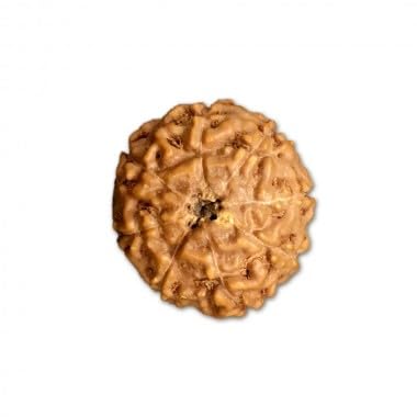 Ganesha Arts Mukhi Rudraksha aus Indonesien, lose Perlen, 8 Stück, 18 mm - 20 mm, Laborzertifiziert von Generic