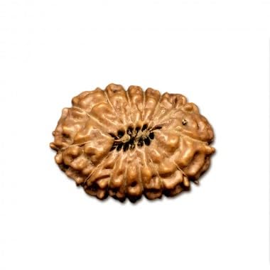 Ganesha Arts Mukhi Rudraksha aus Indonesien, lose Perlen, Labor zertifiziert, 10 mm - 13 mm, 14 Stück von Generic