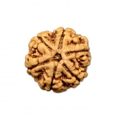 Ganesha Arts Mukhi Rudraksha aus Nepal, lose Perlen, 14 mm - 16 mm, 6 Stück, Laborzertifiziert von Generic