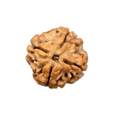 Ganesha Arts Mukhi Rudraksha aus Nepal, lose Perlen, 16 mm - 18 mm, 4 Stück, Laborzertifiziert von Generic