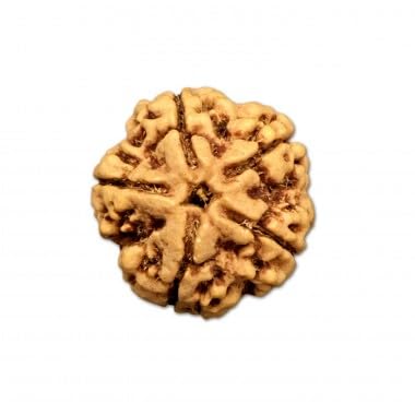 Ganesha Arts Mukhi Rudraksha aus Nepal, lose Perlen, 18 mm - 20 mm, 5 Stück von Generic