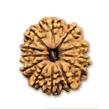 Ganesha Arts Mukhi Rudraksha aus Nepal, lose Perlen, 24 - 26 mm, Labor-zertifiziert, 20 mm - 22 mm, Holz, ohne Edelstein, 12 Stück, 20mm-22mm, Holz, ohne Edelstein von Generic