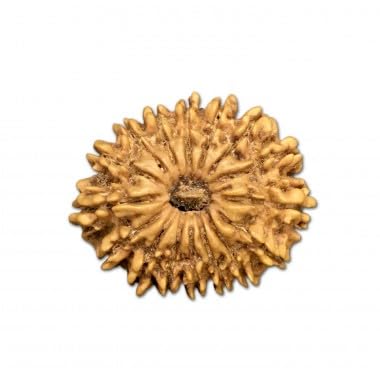 Ganesha Arts Mukhi Rudraksha aus Nepal, lose Perlen, 28 mm - 30 mm, 16 Stück von Generic