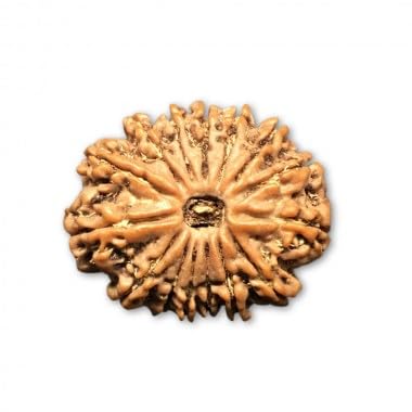 Ganesha Arts Mukhi Rudraksha aus Nepal, lose Perlen, IGL-Labor, 25-27 mm, 15 Stück von Generic