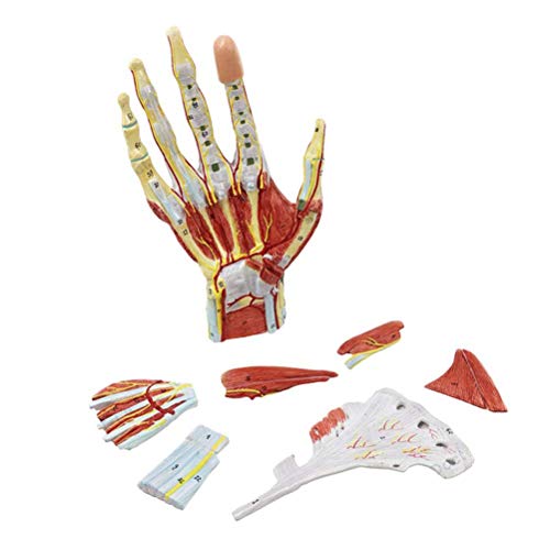 Handanatomisches Modell Handmodell Neurovaskuläre Handgelenkchirurgie Hand Menschliches Handflächenanatomie-Lehrmodell 23 * 13 * 7 cm von Generic