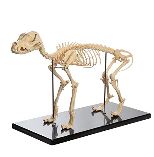 Hundeskelett-Knochenmodell, Veterinär-Demonstrationswerkzeug, Hundeskelett, anatomisches Modell, Hunde-Tier-Anatomie-Lehrmodell für Humanbiologie, medizinisches Geschenk von Generic