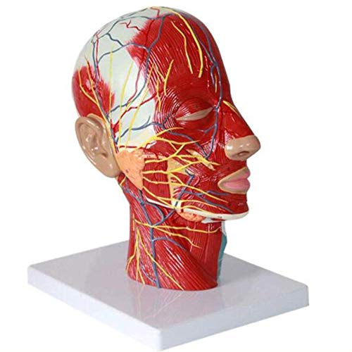 Lehrmittel für menschliche Modellpuppen, Gesichtsanatomie des halben Kopfes, medizinisches Gehirn für die medizinische Ausbildung, Trainingshilfe, menschliche Anatomie im Labor von Generic