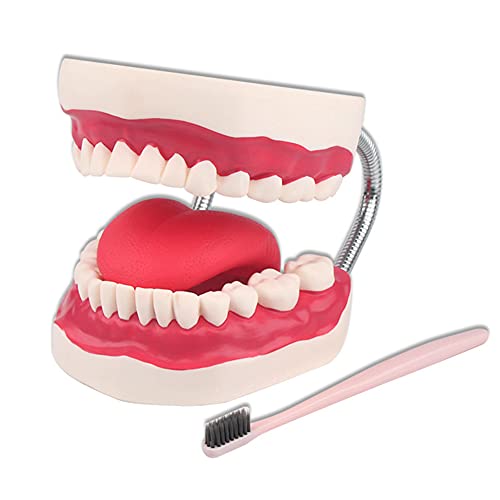 Lehrmittel für menschliche Modellpuppen, große anatomische Zahnmodelle – Zahnarzt-Unterrichtsmodell für Mundhygiene, 6-fache Vergrößerung, ideales Zahnputz-Unterrichtsmodell für Kinder und Kinder von Generic