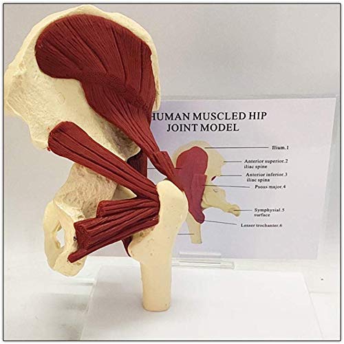Lehrmittel für menschliche Modellpuppen, lebensgroßes menschliches, fortgeschrittenes muskulöses Hüftgelenkmodell in Trauma-Anatomie-Skelett, anatomische Schatten-Trainingspuppen für medizinische Zw von Generic