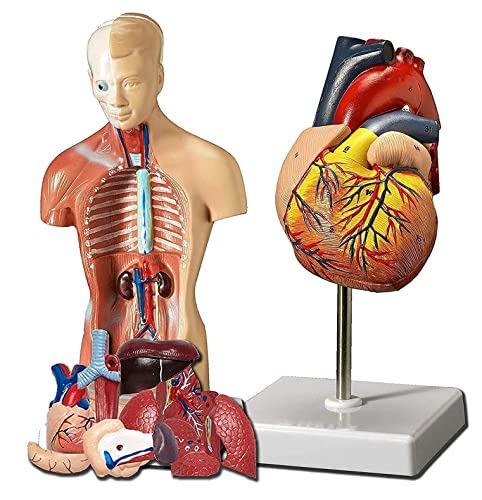 Menschliche Herz- und Körperanatomiemodelle, 28 cm Torso-Modell, Lernwerkzeuge, 3D-Herzmodell, 2 Stück, realistisches Modell, abnehmbare Gegenstände + Kit-Basis von Generic