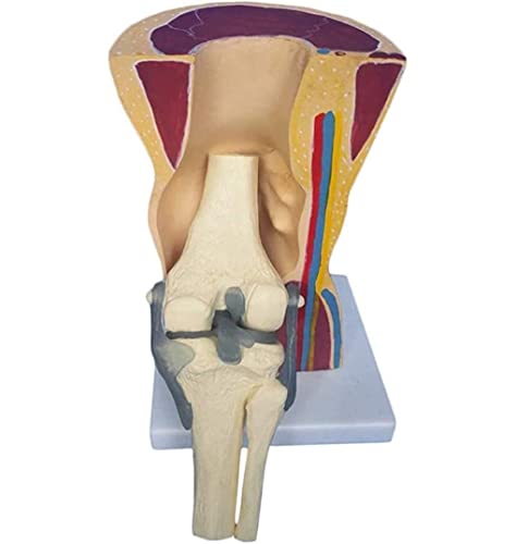 Menschliches Kniegelenk-Modell, anatomisches menschliches Kniegelenk, Haut-Knochen-Skelett-Modell, Kniegelenk-Bänder-Skelett-Muskel-Anatomie-Modell, medizinisches Bildungstraining von Generic