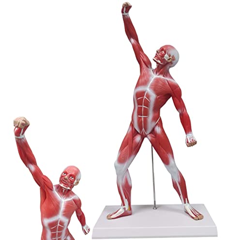 Modell der menschlichen Muskelfigur, 50 cm Miniatur-Anatomie-Muskelmodell, ideal zur Visualisierung des Modells der oberflächlichen Struktur der Anatomie des menschlichen Muskelmodells von Generic