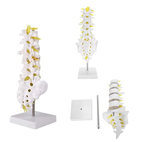 Modell der menschlichen Wirbelsäule mit 5 Lendenwirbeln, 1:1, medizinisches Demonstrationsmodell der menschlichen Lendenwirbelsäule für die Präsentation im naturwissenschaftlichen Klassenzim von Generic