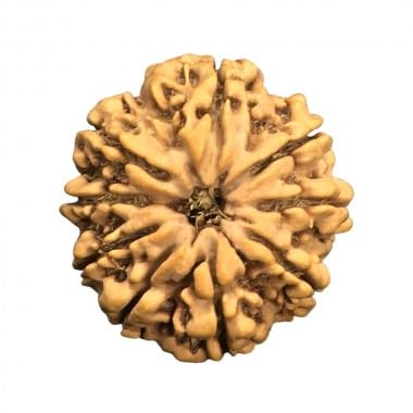 Mukhi Rudraksha aus Nepal, lose Perlen, IGL-zertifiziert, 18 mm - 20 mm, 9 Stück von Generic