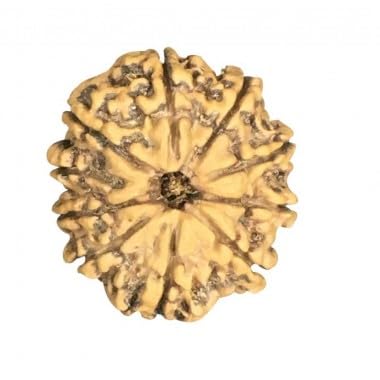 Mukhi Rudraksha aus Nepal, lose Perlen, IGL-zertifiziert, 20 - 22 mm, 10 Stück von Generic