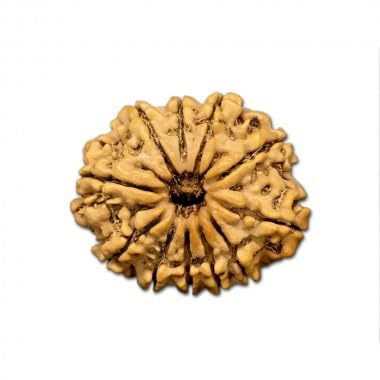 Mukhi Rudraksha aus Nepal, lose Perlen, IGL-zertifiziert, 20 - 22 mm, 11 Stück von Generic