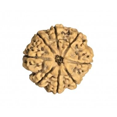 Mukhi Rudraksha aus Nepal, lose Perlen, IGL-zertifiziert, 20 - 22 mm, 8 Stück von Generic