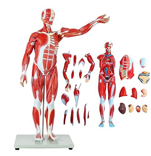 Muskelanatomisches Modell 78 cm / 30,7 Zoll Menschliche Anatomie Wissenschaftlicher Mensch Abnehmbares Modell Menschlicher Muskel Anatomisches Modell von Generic