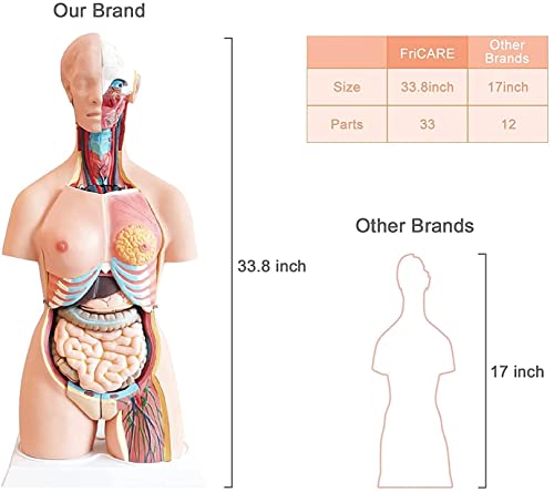 Torso-Anatomie, 85 cm, anatomisches Skelettmodell, Uni-menschliches Torso-Modell, Anatomiemodelle können in 23 Teile des Halses und der inneren anatomischen Körperstrukturen unterteilt werde von Generic