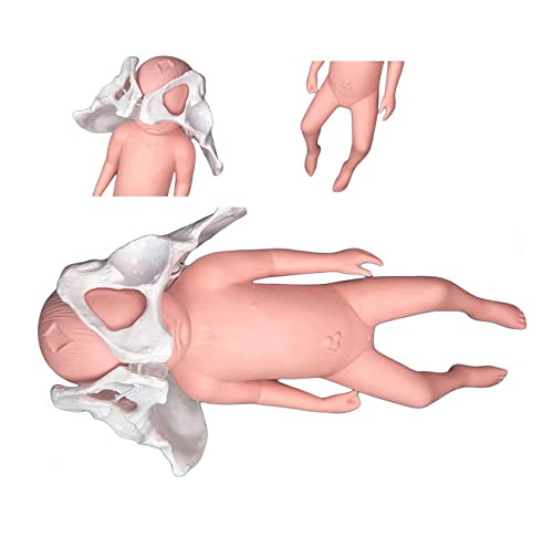 Weibliches Becken-Entbindungsmodell, Geburts-Beckenmodell, Kinderbecken-Modell, Hebammenmuster mit Baby-Symphyse und Becken-Schambein für den Unterricht von Generic