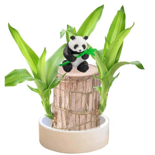 Generic Brasilianische Glücksholzpflanze, Mini-Desktop-Ornament, brasilianisches Holz mit süßem Panda und kleiner Person, Glücks-Tischdekoration (braun) von Generisch