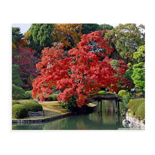 Malen Nach Zahlen Erwachsene Japanischer Garten Brücke Landschaft Mit Rahmen 40X50Cm Malen Nach Zahlen Sets Auf Leinwand Mit Acrylfarben Für Kinder Anfänger,Diy Ölgemälde-Set Groß Landschaft,C4 von Generisch