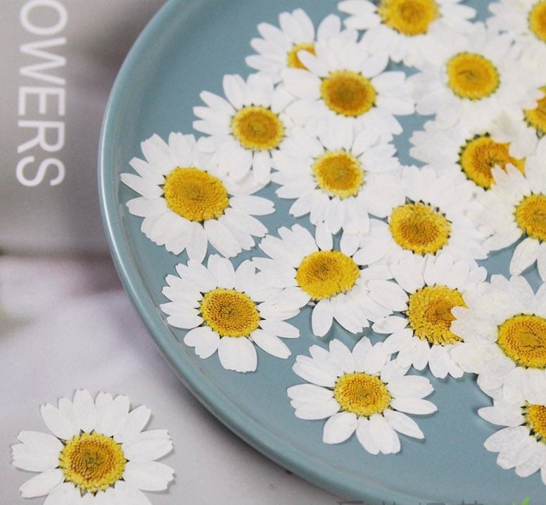 20Pcs Pressed Dried Flowers Daisies White Chamomile Herbarium Plants Epoxy Resin Resin Filling 25-30 Mm von fanfandesignstudio