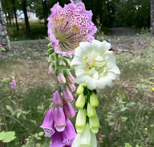 Grow Your Secret Garden Fingerhut, Monster-Fingerhut weiß, Digitalis purpurea Monstruosa 100 Samen-Staude von Grow Your Secret Garden