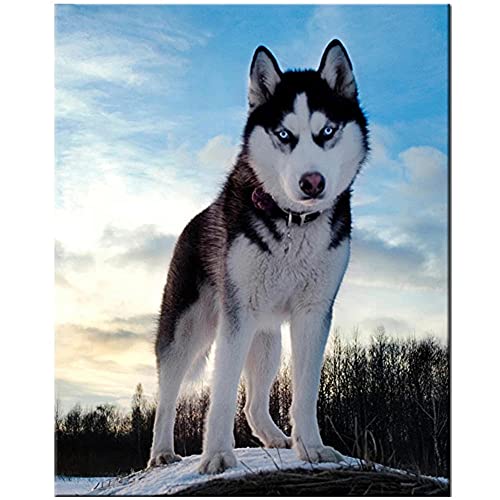 5D Diamond Painting Kit kinder Husky Hund DIY Diamant Painting Bilder Kristall Rhinestone Stickerei Kreuzstich Mosaik Leinwand Painting Kunst für Haus Wand Dekoratione Geschenk Round_Drill_30x40cm von Guyoon