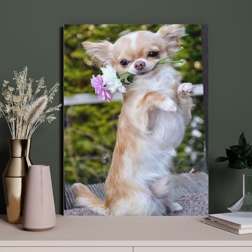 HAIDU DIY 5D Diamond Painting Kits Diamantmalerei Erwachsene Kind Hund mit Blumen Chihuahua für Heimdekoration Volldiamantmalerei（Round Diamond） 30x40cm-106 von HAIDU