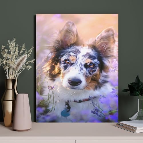 HAIDU Diamond Painting Australian Shepherd Dog DIY Full Round Strass Stickerei Art Adult By Number Painting Kit Home Decor Geschenke（Round Diamond） 30x40cm-168 von HAIDU