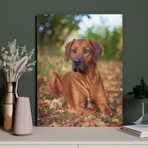 HAIDU Full Circle Diamond Painting Rhodesian Ridgeback Dog DIY Crystal Strass Cross Stitch Art Adult Malen nach Zahlen Art Kit Dekoratives Geschenk（Round Diamond） 50x50cm-17 von HAIDU