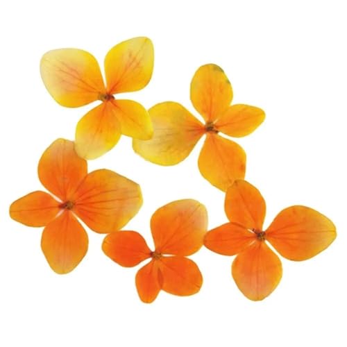 Getrocknete gepresste Blumen, 12 Stück getrocknete Blumen aus Epoxidharz, gepresste Pflanzenproben, Telefon-Dekorationszubehör(Orange) von HBALDTEDC