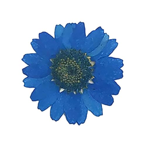 Getrocknete gepresste Blumen, Blumen gepresste getrocknete DIY Epoxidharz 36 Stück natürliche Blumen gepresste getrocknete Nagelkunst Telefondekoration Natürliche getrocknete Blütenblätter(Blue) von HBALDTEDC