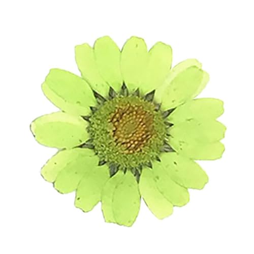 Getrocknete gepresste Blumen, Blumen gepresste getrocknete DIY Epoxidharz 36 Stück natürliche Blumen gepresste getrocknete Nagelkunst Telefondekoration Natürliche getrocknete Blütenblätter(Light Green von HBALDTEDC