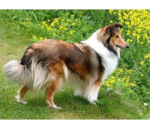 HKFLD DIY 5D Diamond Painting Kits, Sheepdog Sheltie Dog Full Square Drill Diamond Painting Kits Diamond Art Kits Perfect for Home Wall Decor Gifts30*40cm165D165 von HKFLD