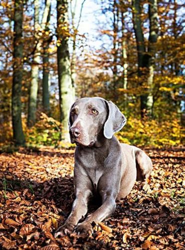 HKFLD DIY 5D Diamond Painting Kits, Weimaraner Dog Full Square Drill Diamond Painting Kits Diamond Art Kits Perfect for Home Wall Decor Gifts80*100cm152D152 von HKFLD