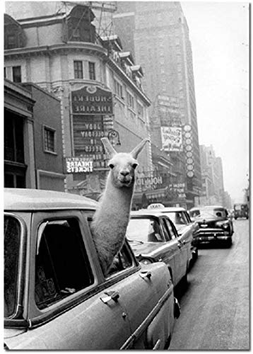 HONGC Vintage Lama Poster Schwarz Weiß Alpaka im Taxi Leinwand Kunstdruck Wandmalerei Dekoration Bild Modernes Wohnzimmer Dekor 30x40cm/11.8”x15.7” Kein Rahmen von HONGC