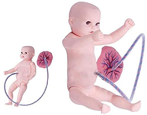 HSOYGE Anatomisches Modell 23,6 Zoll Ganzkörper-Babypuppe Lehrmodell Lebensechte Reborn-Puppe Windel Kleidung Display Krankenpflege-Trainingspuppen von HSOYGE