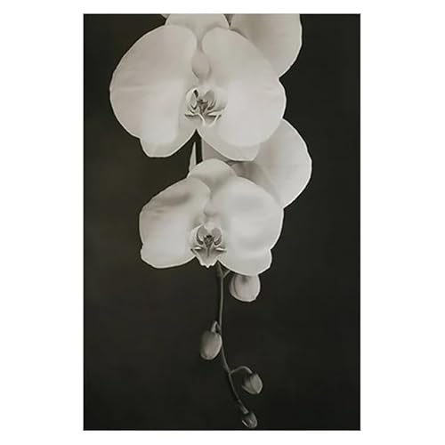 HUNNY Dekoration Wohnzimmer Modern Wand Dekorationen Wohnzimmer Schwarz-weiße Blumen-Leinwand-Poster und Drucke, minimalistisches Gemälde, Wandkunst, Calla-Lilie, dekoratives Bild, Wohnkultur von HUNNY