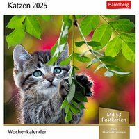 Harenberg Postkartenkalender Katzen 2025 von Harenberg