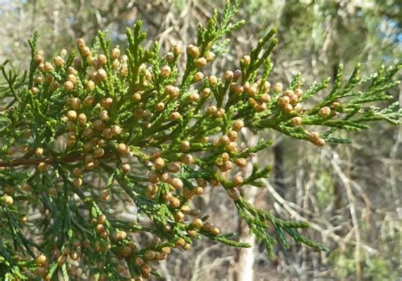 Holzblume. Keine Lebenden Pflanzen von HealingEarthStore