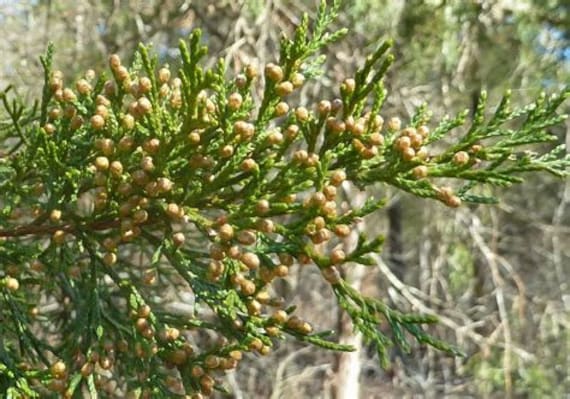 Holzblume. Keine Lebenden Pflanzen von HealingEarthStore