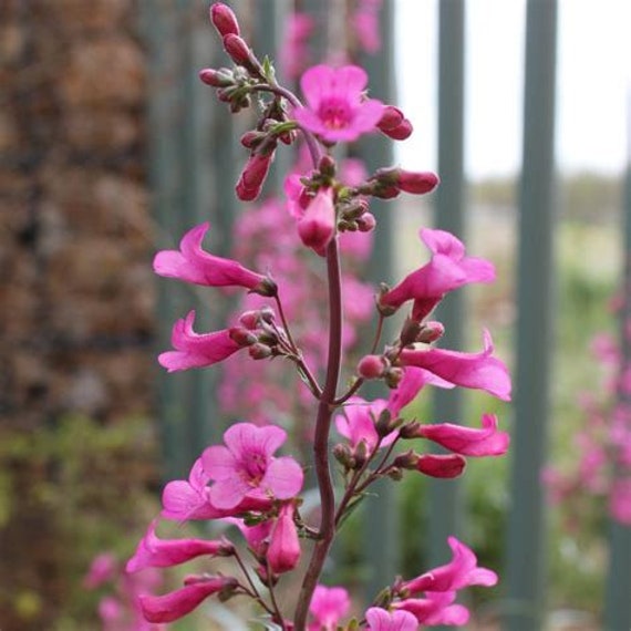 Penstemon Blume Essenz. Keine Lebenden Pflanzen von HealingEarthStore