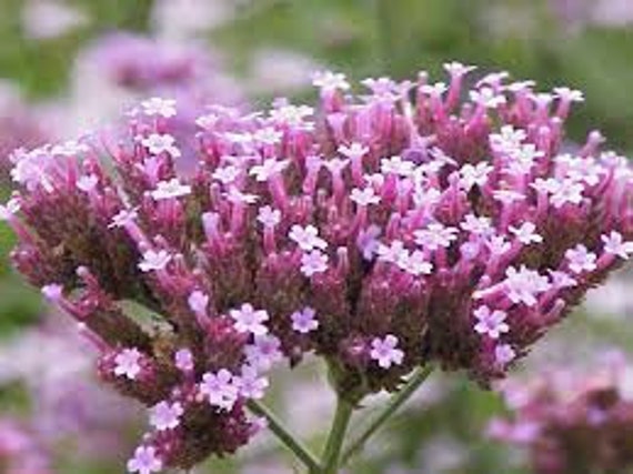 Vervain Blüten Essenz. Keine Lebenden Pflanzen von HealingEarthStore