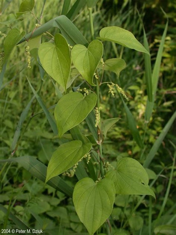 Wilde Yamswurzelblüten-Essenz. Keine Lebenden Pflanzen von HealingEarthStore