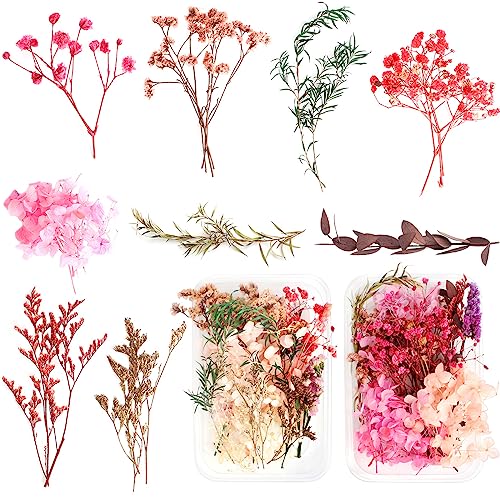 2 Boxen Heilok Natürliche Getrocknete Blumen,Getrocknete Gepresst Blumen Gemischte Getrocknete Blätter, Trockenblumen Set,Gepresste Blumen für DIY Basteln Handwerk Epoxidharz Scrapbooking Deko von Heilok