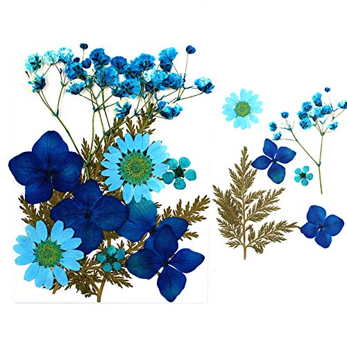 Herbests 12 Stücke Getrocknet Blumen,Natürliche DIY Gepresste Blumen Gemischte Getrocknete Blätter Echt-Blumen für für DIY Herstellung Epoxidharz Nagel Anhänger Schmuck Handwerk Dekorationen,Blau von Herbests